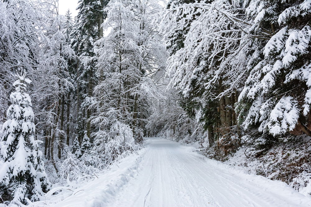 Similar – Neuschnee Winter Schnee