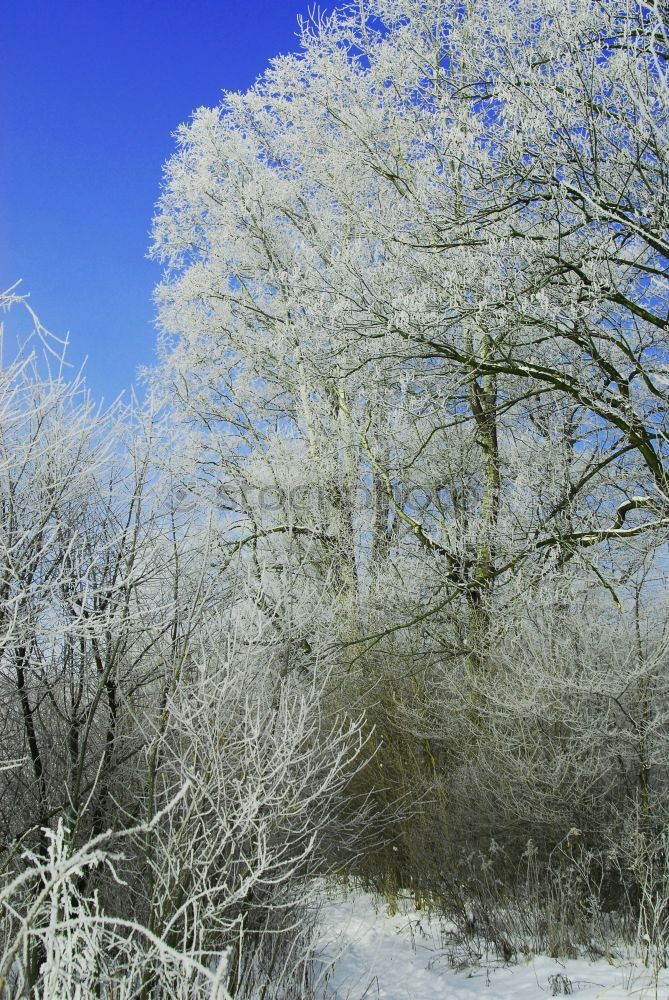 Similar – Image, Stock Photo arctic on the bike path