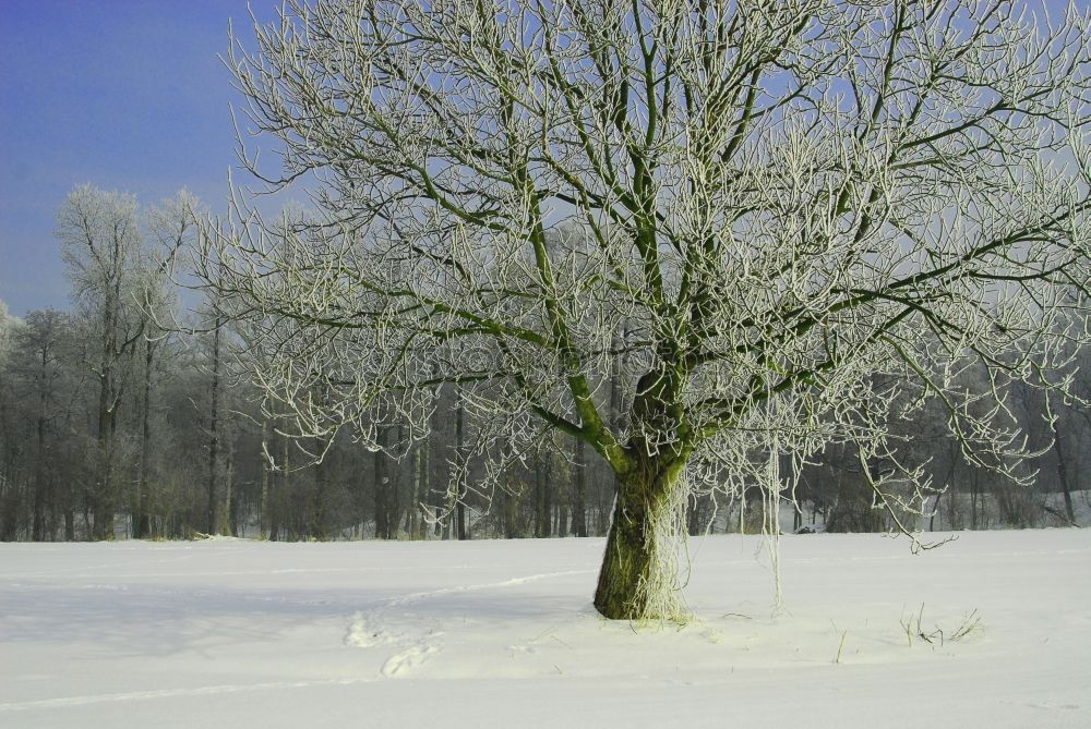 Similar – alone tree Winter Snow Sun