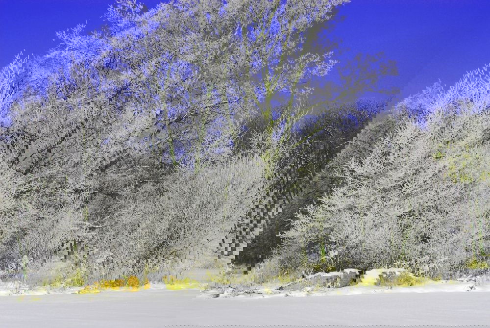 Similar – Foto Bild Schilfhalme 2 Schilfrohr