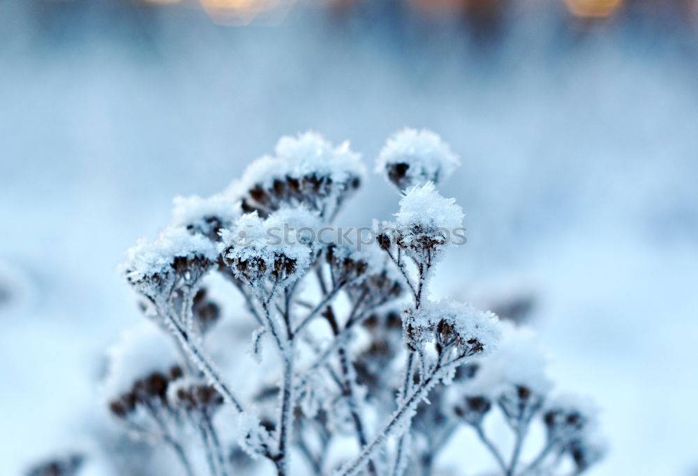 Similar – Schneekorallen Natur