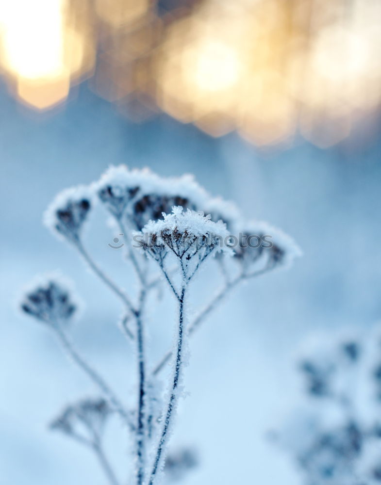 Similar – Natur 100 Baum Zweig