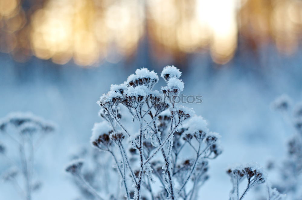 Similar – Schneekorallen Natur