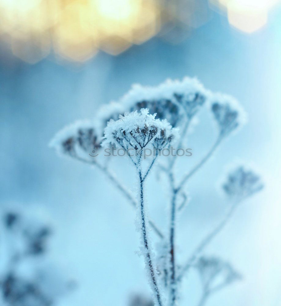 Similar – Image, Stock Photo freezing Autumn Winter