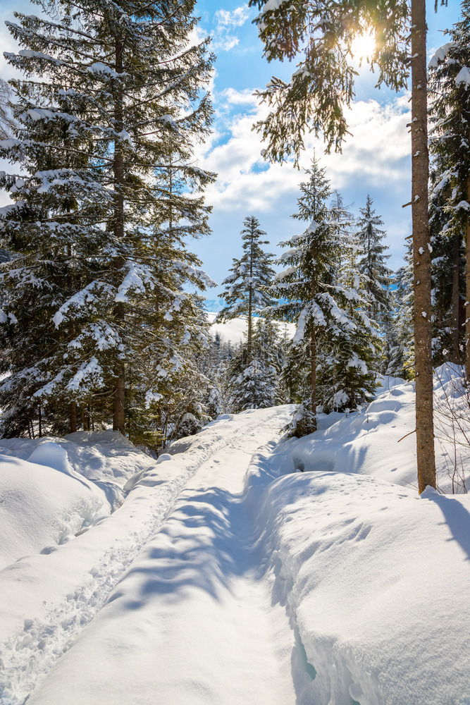 Similar – Image, Stock Photo Winter forest against the light Harz III