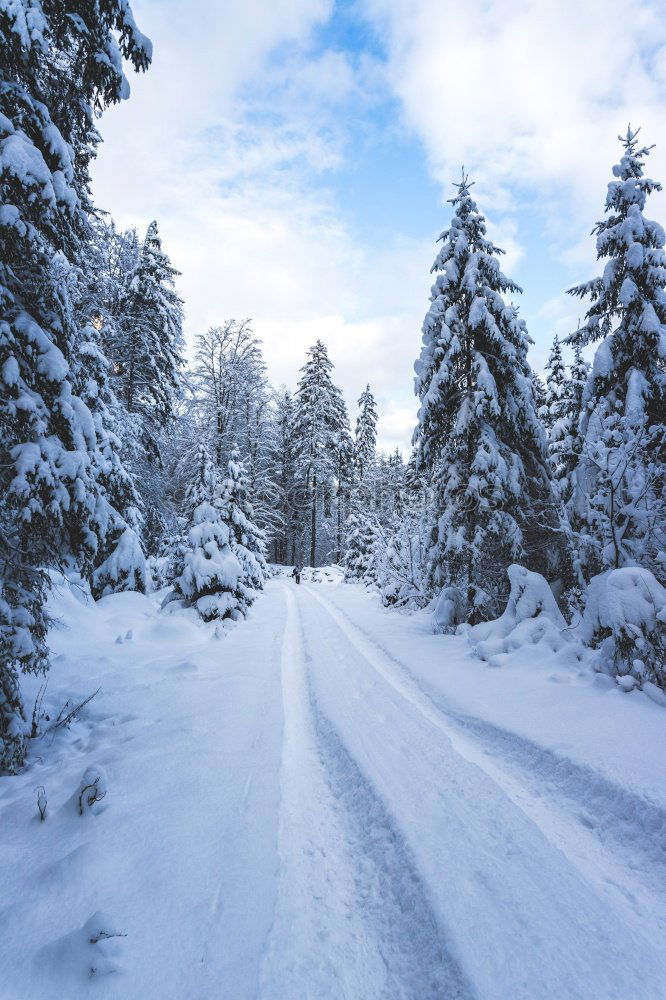 Similar – Image, Stock Photo Road in forest in snow