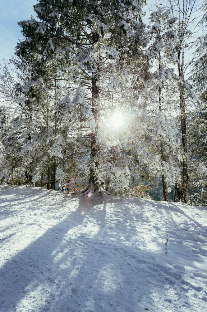 Similar – Image, Stock Photo winter’s day Winter