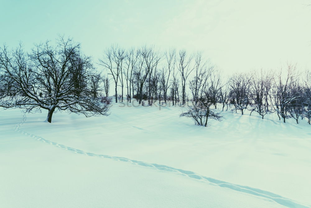 Similar – Foto Bild Der Bär groovt Baum