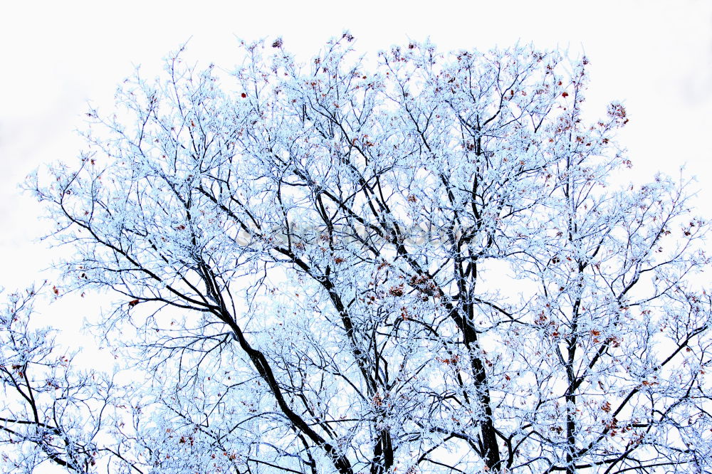 Similar – Image, Stock Photo pigeon tree Environment