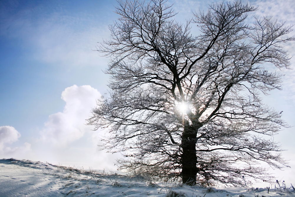 Similar – cold flowering Tree