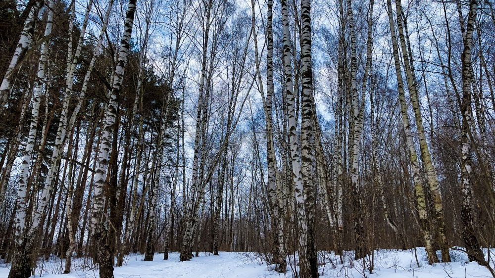 Similar – Image, Stock Photo Black White Winter Forest