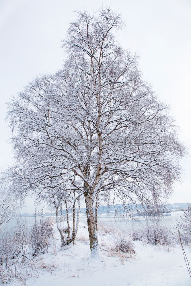 Similar – trees in an ice of lake