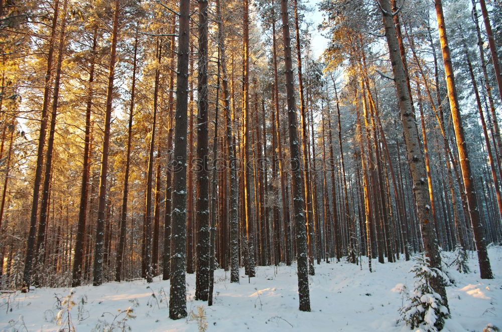 Similar – WINTER III Winter Baum