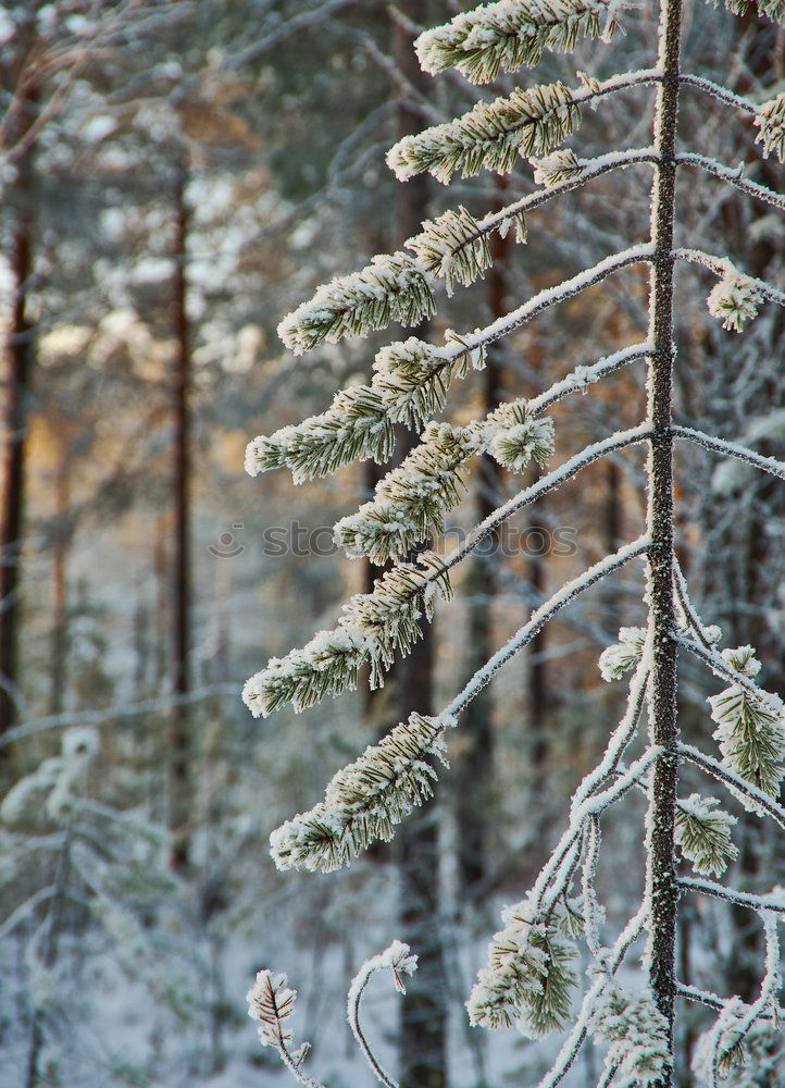 Similar – Snow vs. sun Natur Pflanze