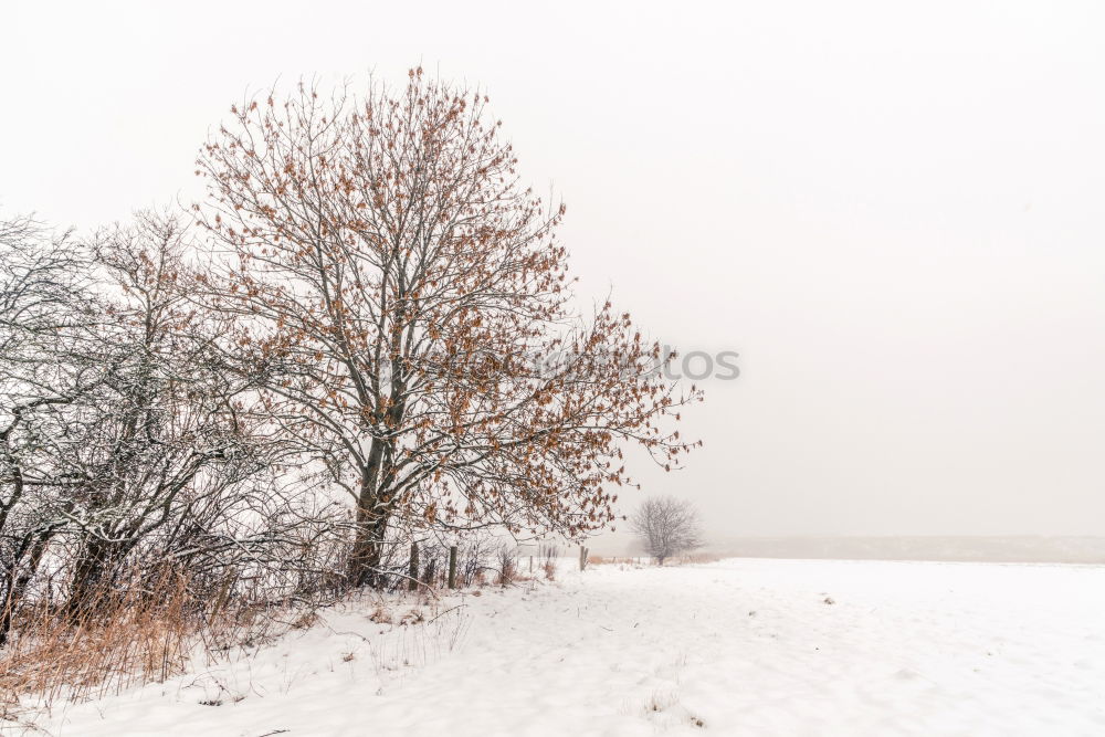 Similar – parken Ikon Feld Baum