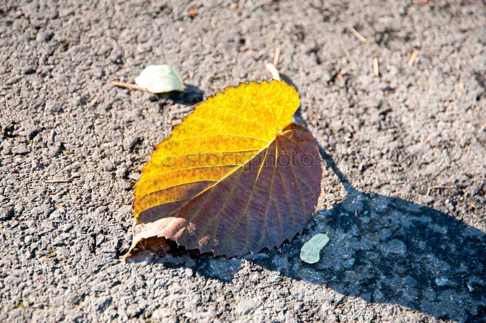 Similar – Image, Stock Photo weed growing through crack in pavement