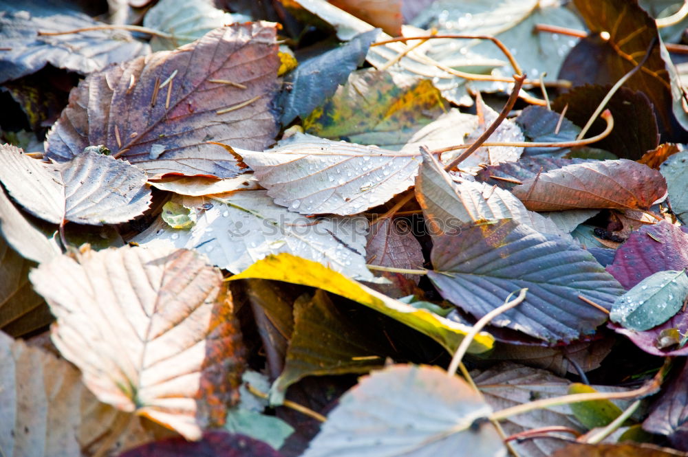 Similar – Amberry tree leaves, hoarfrost,