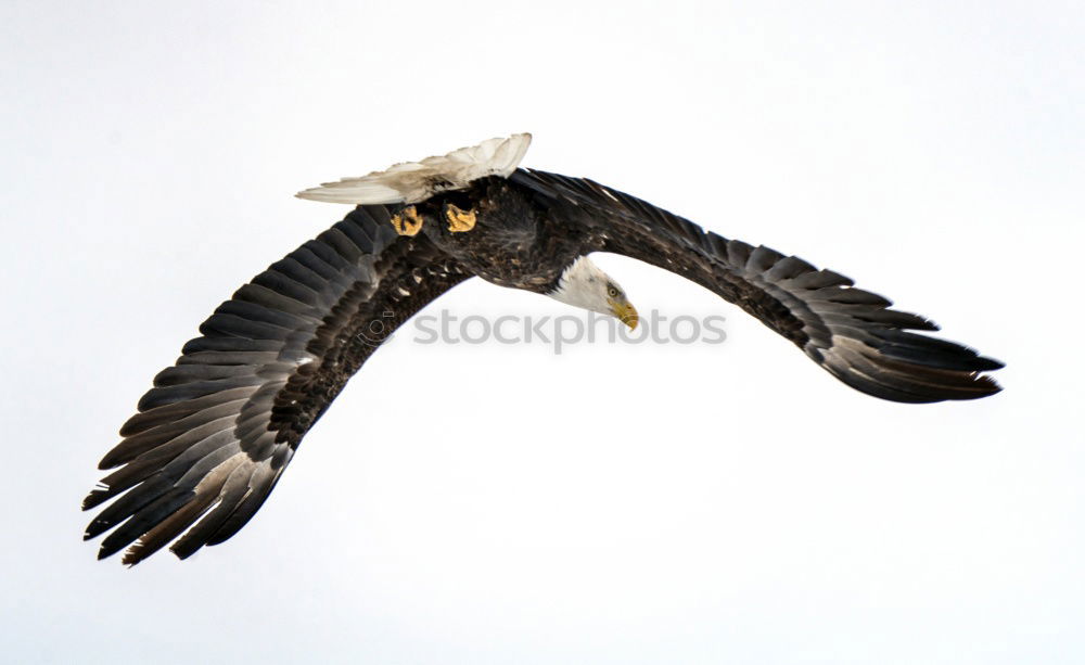 Similar – Image, Stock Photo white-tailed eagle Animal