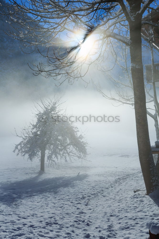 Similar – Image, Stock Photo snow-covered tree Tree