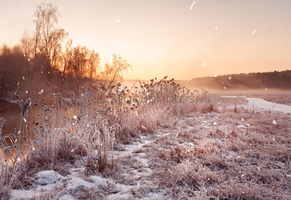 Similar – Winter sun at the lake