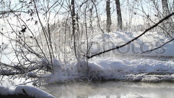 Similar – Foto Bild Schilfhalme 1 Schilfrohr