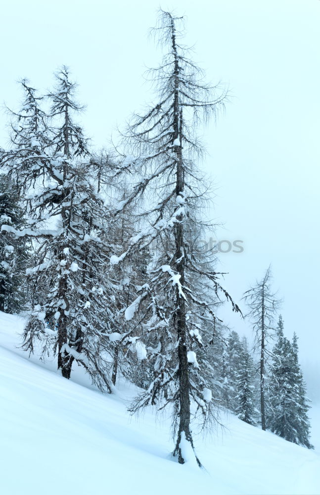 Similar – winter Winter Fir tree