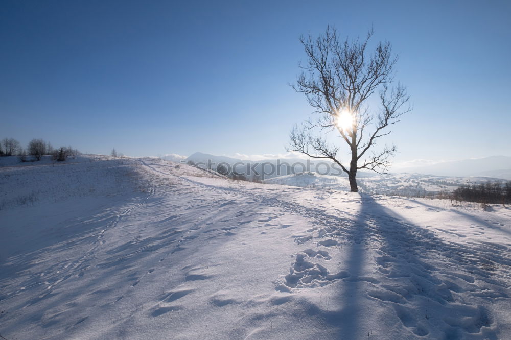 Similar – alone tree Winter Snow Sun