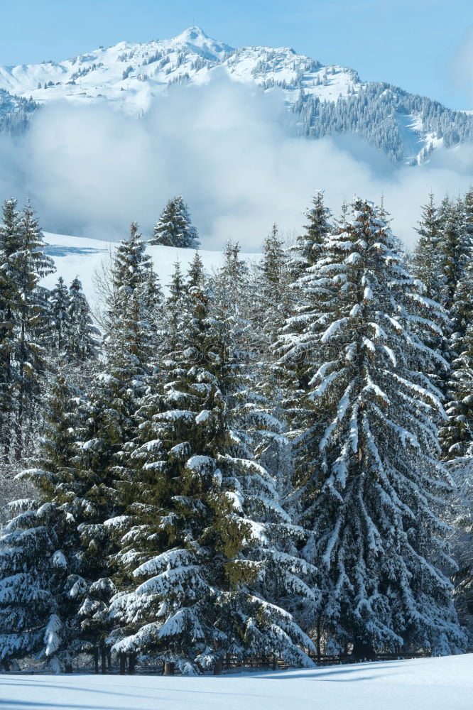 Similar – snow fir Fir tree Tree