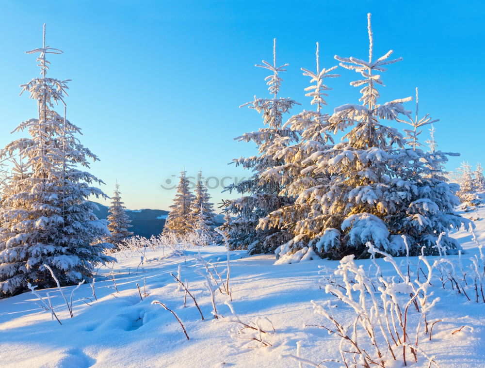 Similar – Image, Stock Photo winter hike in the northern Black Forest on a sunny day