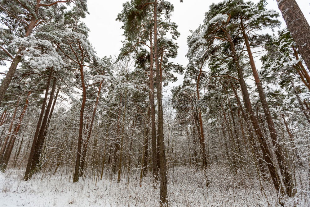 Similar – winter forest Environment