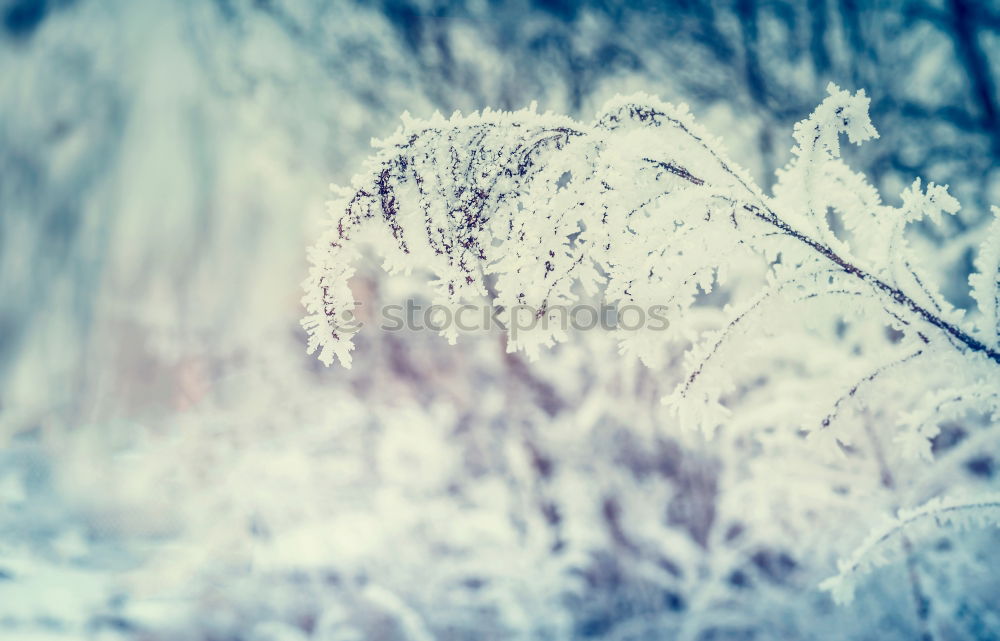 Similar – Image, Stock Photo freezing cold Nature Plant