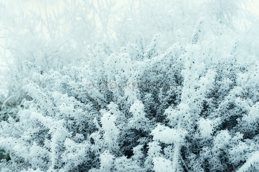 Similar – Image, Stock Photo father frost Air Water