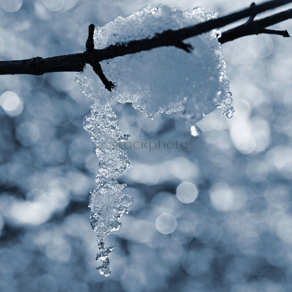 Similar – Image, Stock Photo icily Nature Plant Winter