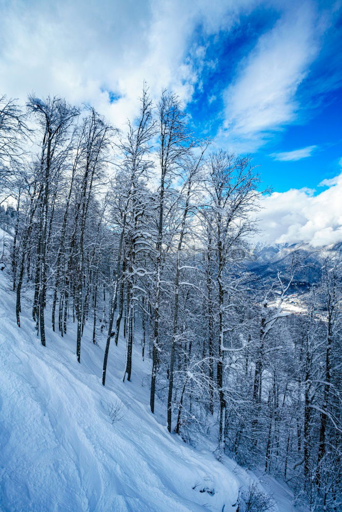 Similar – Image, Stock Photo Beautiful Black Forest