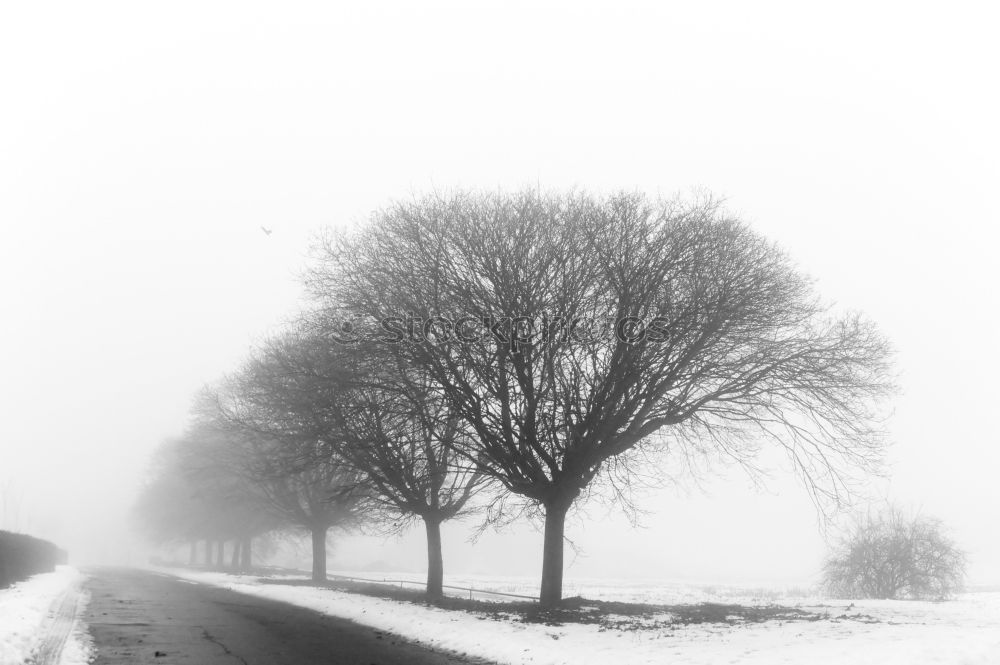 Similar – winterbaum Baum Winter