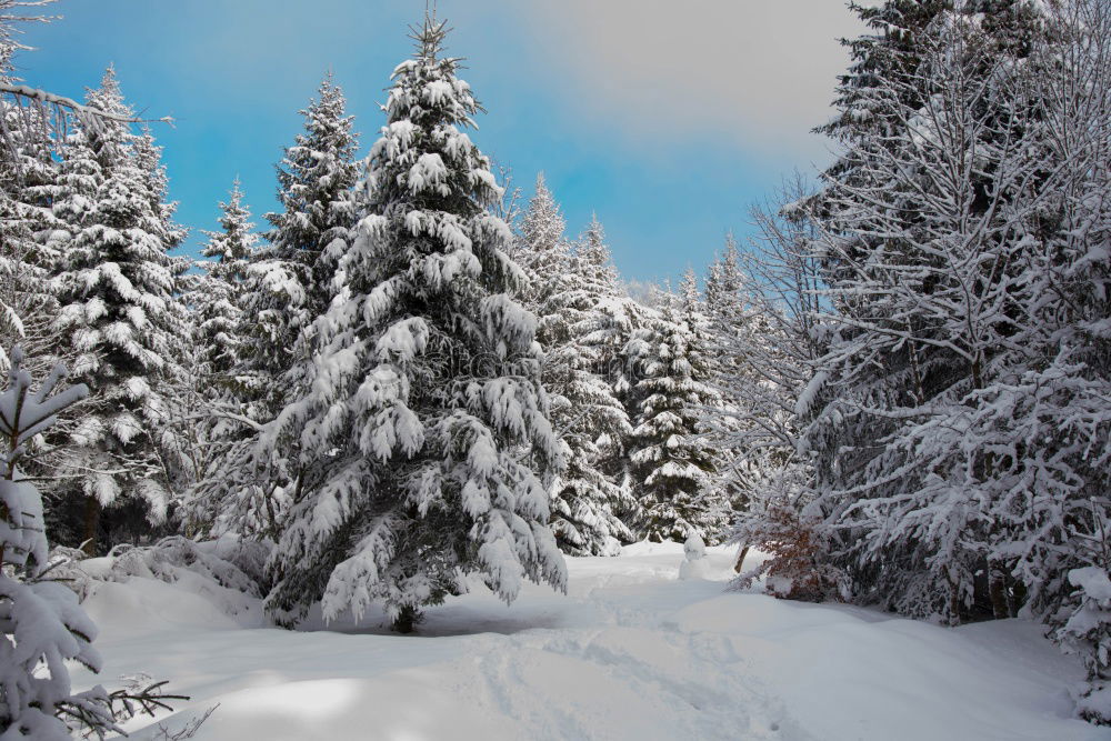 Similar – winter magic Fence Winter