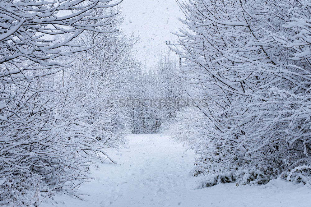 Similar – Image, Stock Photo winter forest trail Winter