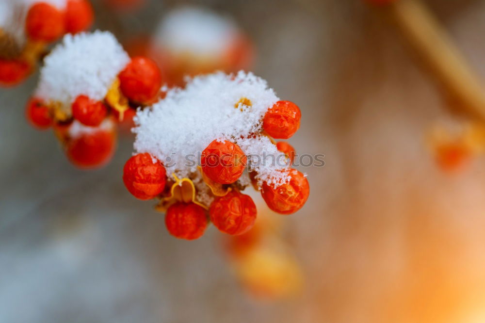 Similar – Image, Stock Photo Decorative apples in orange with snow cap