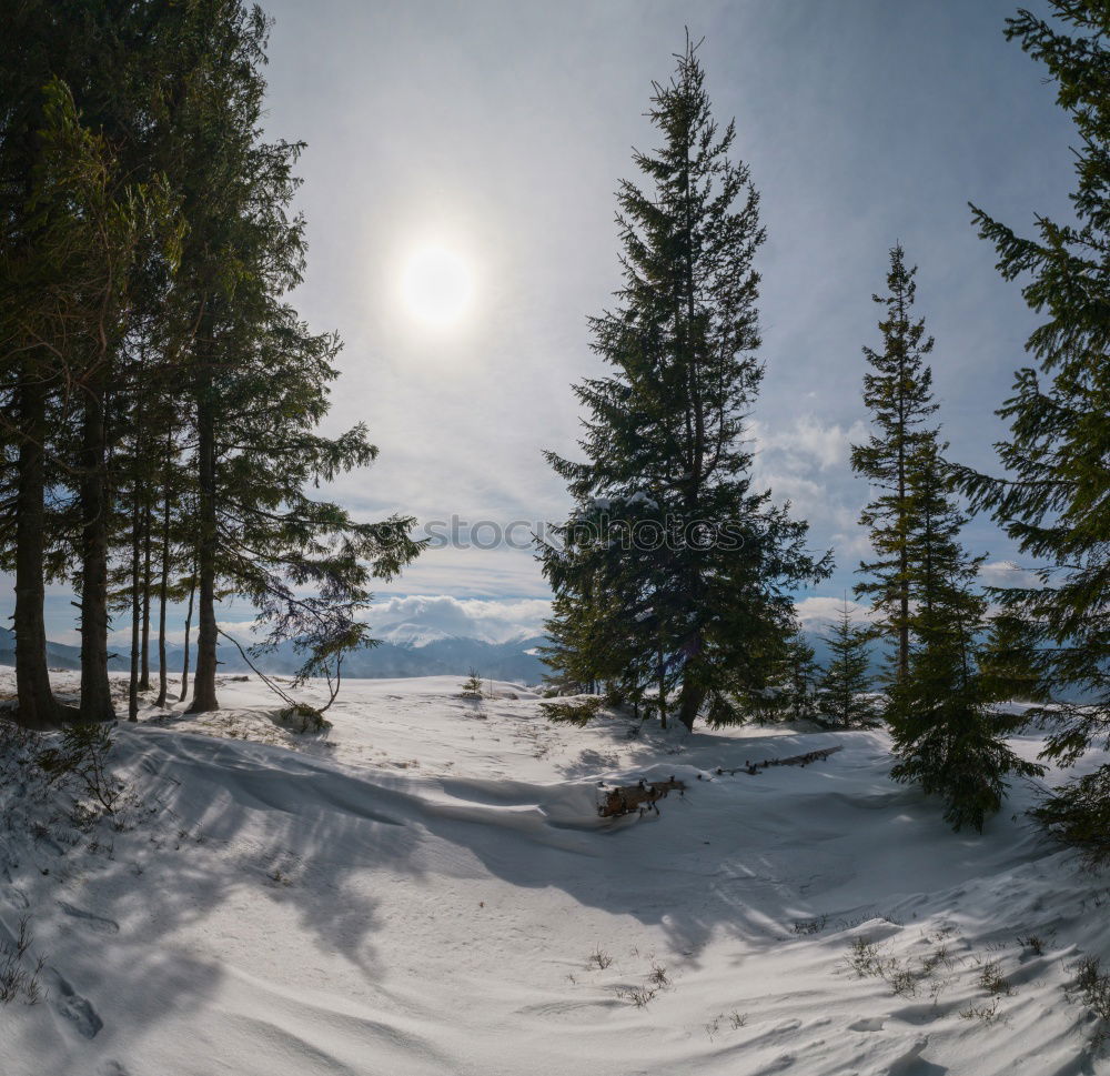 Similar – Image, Stock Photo winter hike in the northern Black Forest on a sunny day