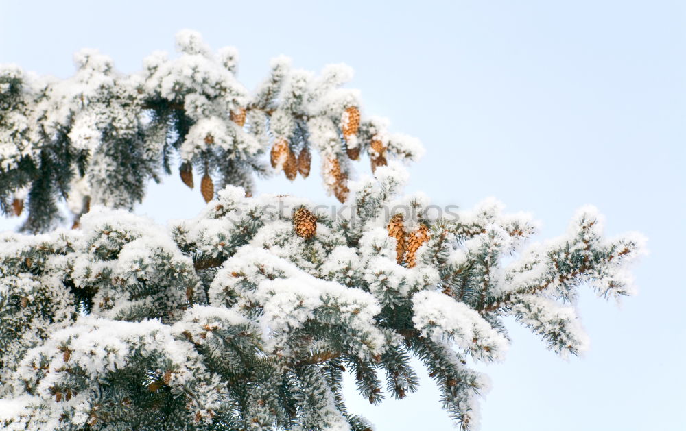 Similar – Weihnachtsbäume Winter