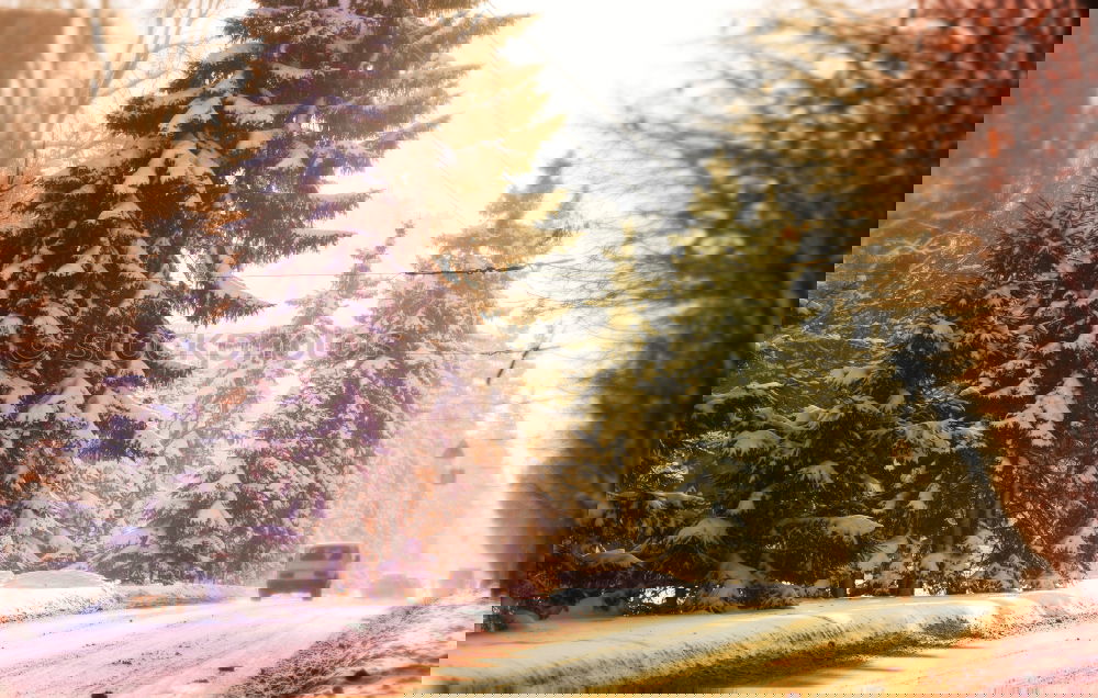 Similar – Image, Stock Photo Evening sun in the winter landscape