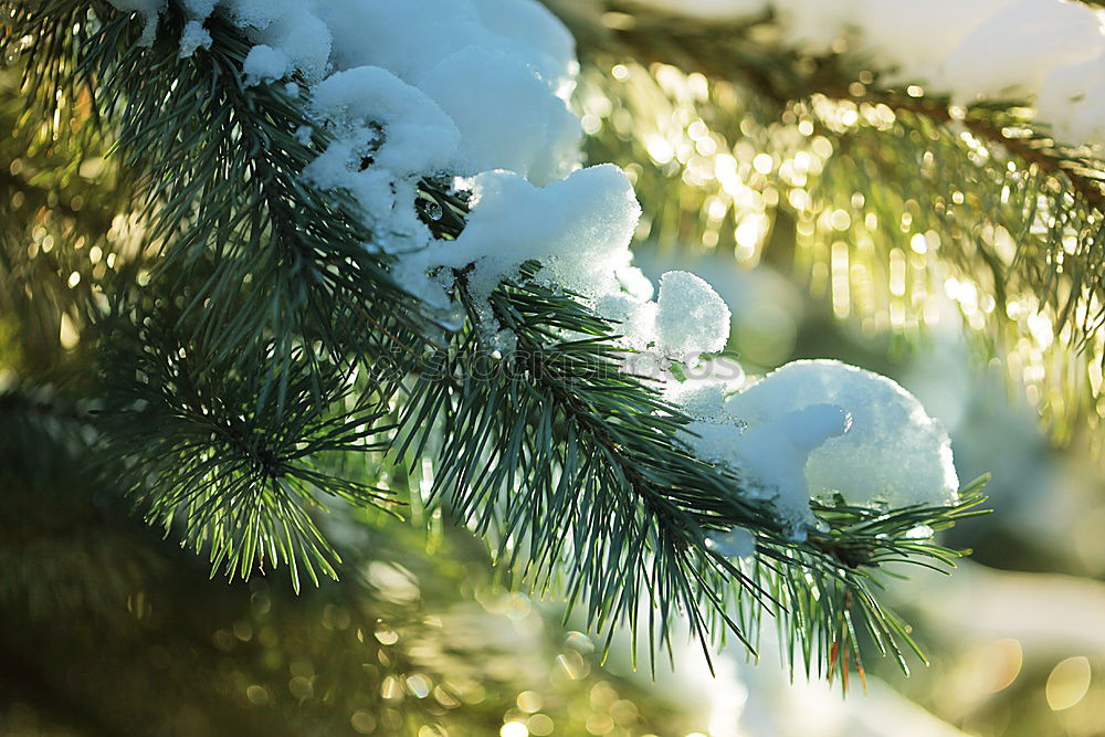 Similar – Natürlicher Weihnachtsbaum mit leuchtenden Lampen im Advent