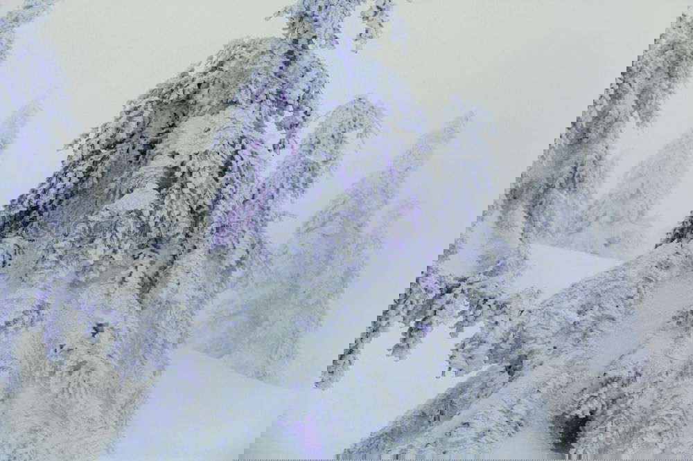 Similar – Image, Stock Photo A Tännschn plies Winter
