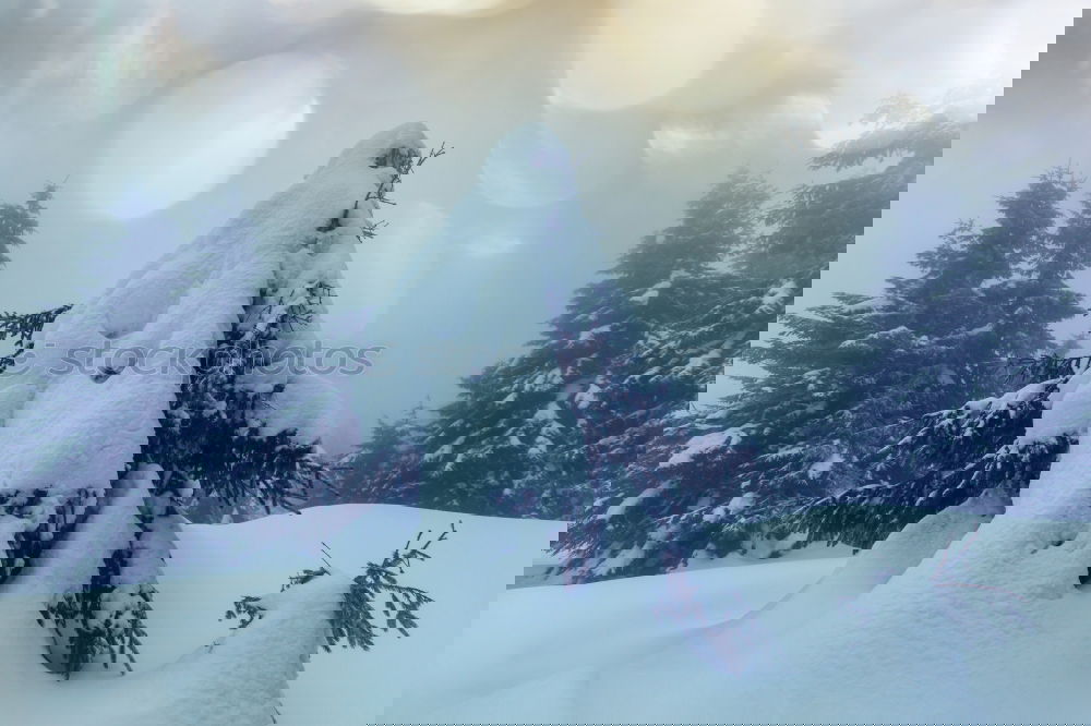 Similar – Image, Stock Photo Firs in the snow