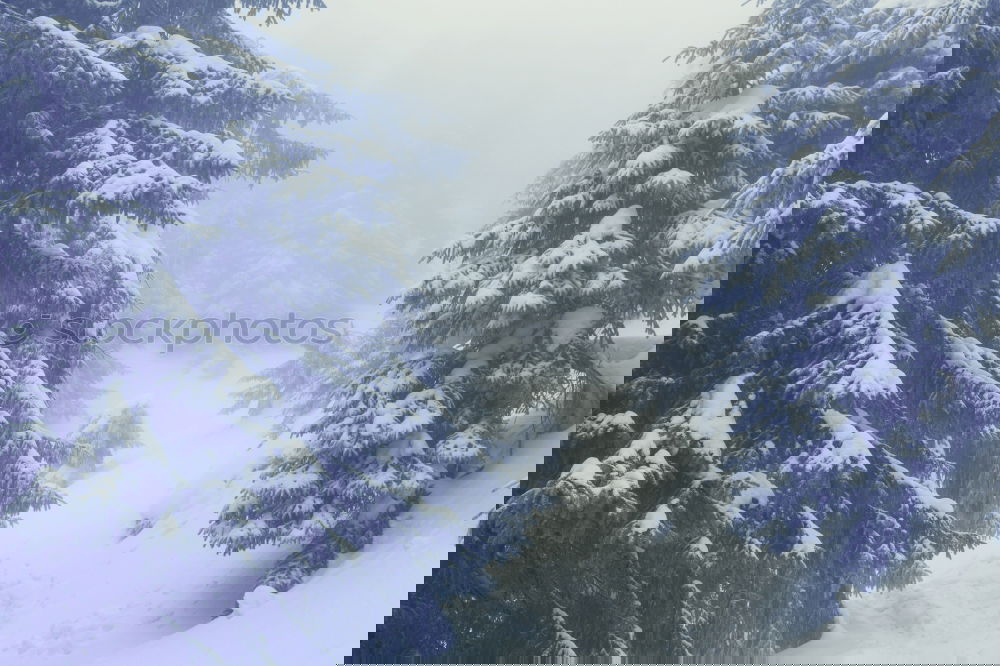 Similar – Image, Stock Photo in winter Winter Fog