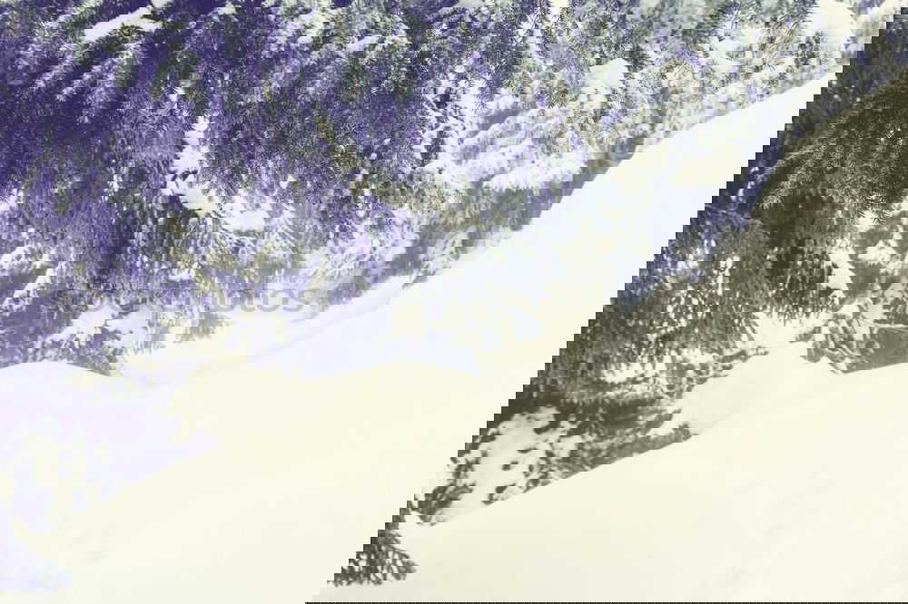 Similar – Image, Stock Photo backside air Jump Winter