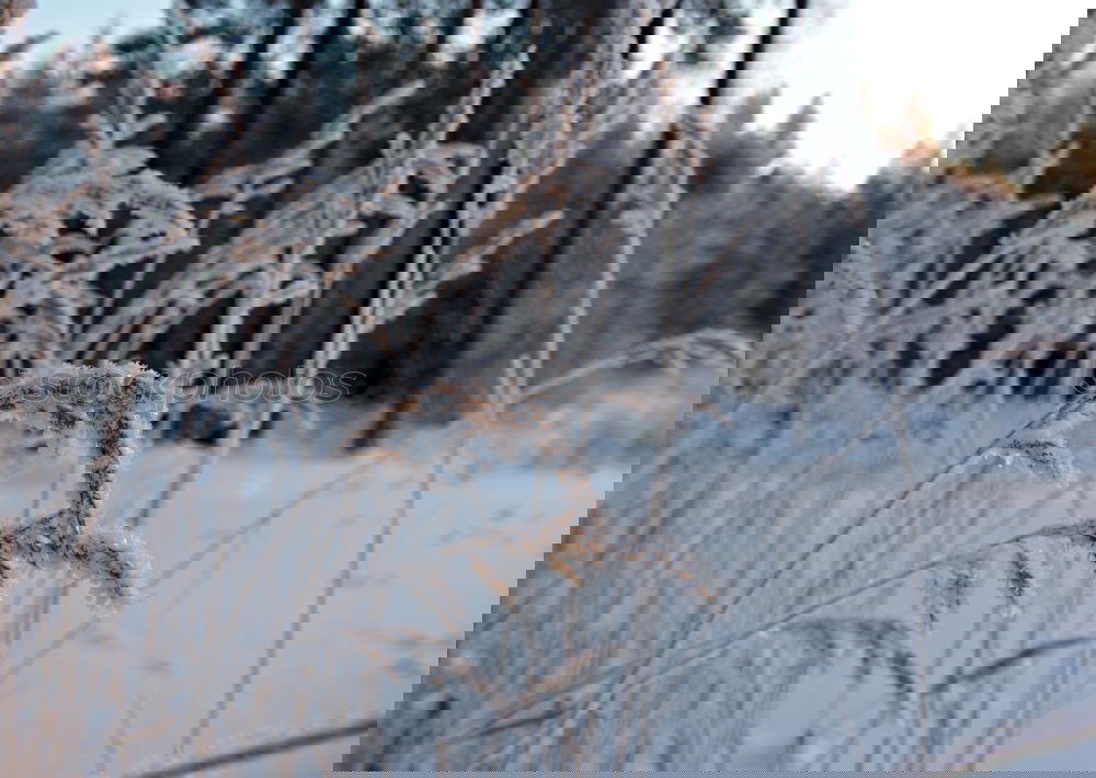 Foto Bild Schilfhalme 2 Schilfrohr