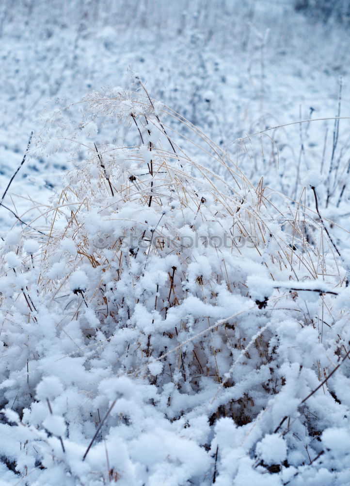 Similar – Frosty nose Cold Frozen