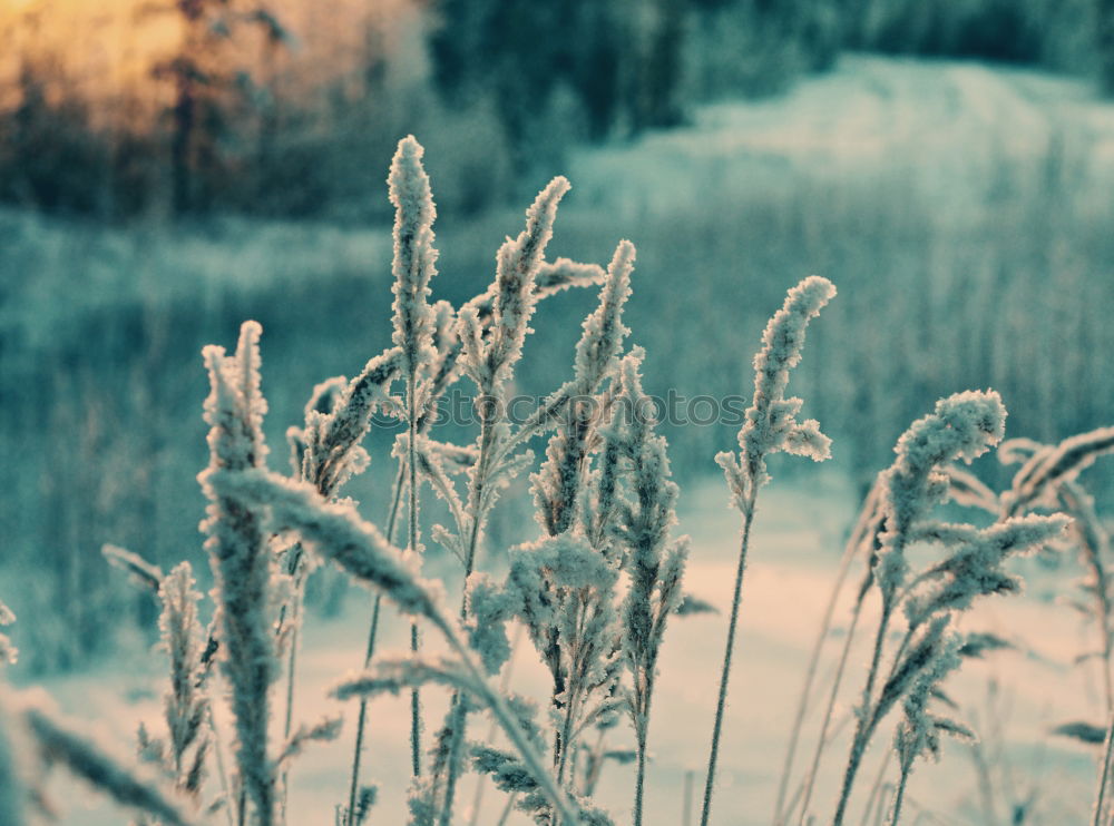 Similar – Image, Stock Photo Wheat I Environment Nature