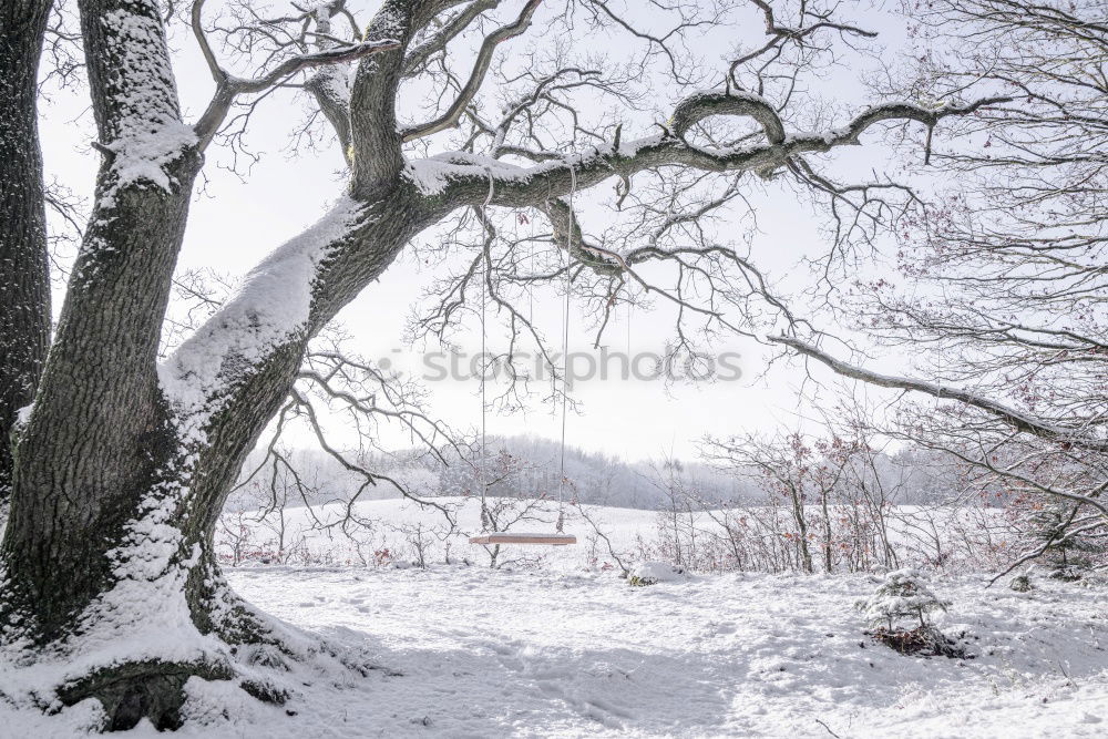 Similar – Image, Stock Photo fresh snow Environment